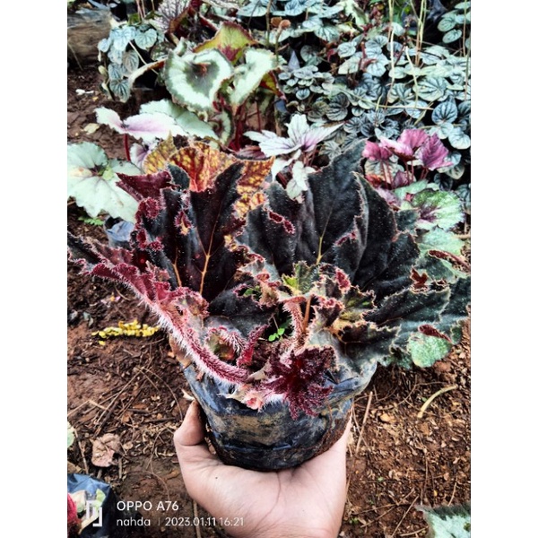 begonia keong hitam