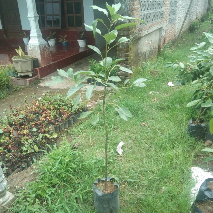 Bisa Cod Bibit Alpukat Hass 1 Meter