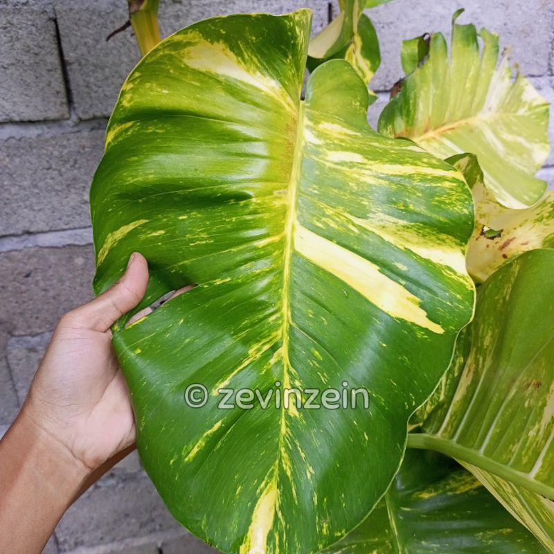 

Bonggol Sirih Gading Kuning Jumbo