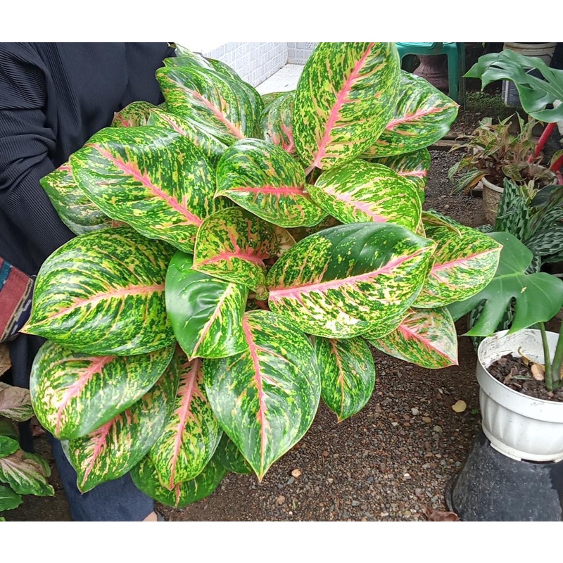 Aglonema big papa rumpun 7