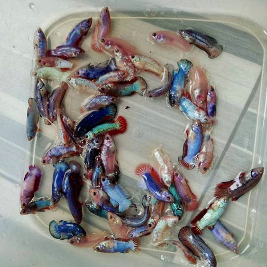 DEKORASI AQUARIUM BETINA CUPANG PLAKAT BESGEL / BESTER