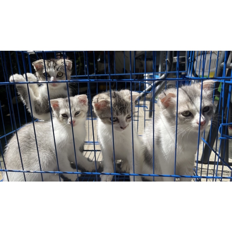 kucing Scottish Fold kitten