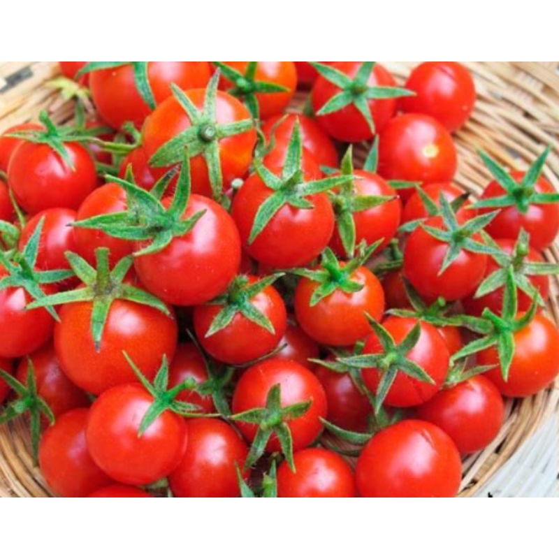 

tomat Cherry grade A - tomat cherry super - tomat cherry segar - buah sayur segar