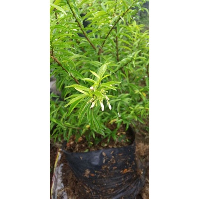 Tanaman Hias Bunga Anting Putri Mikro Bahan Bonsai - Pohon Anting Putri Mikro