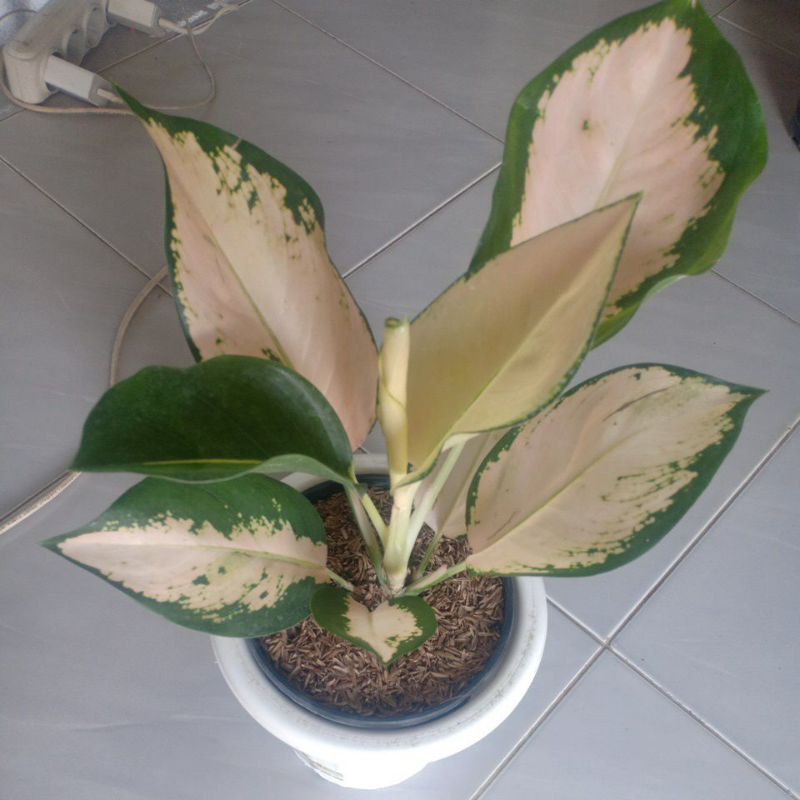 Bunga Aglonema kocin escada