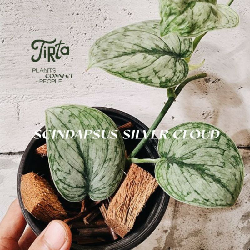 Scindapsus Silver Cloud - Tanaman Rawatan