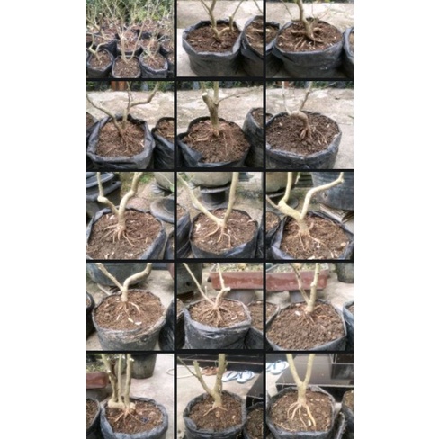 saeng simbur vietnam bunga ungu