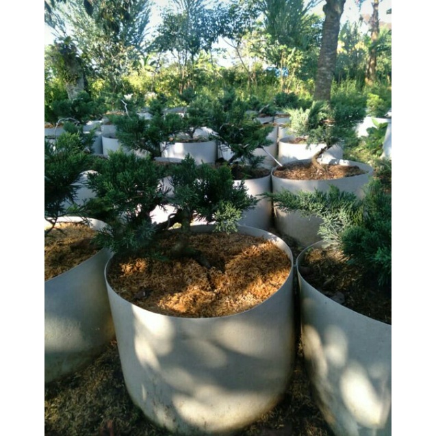 tanaman bonsai cemara sinensis  (juniperus chinensis) program extrime (batang besar) cakri kembang