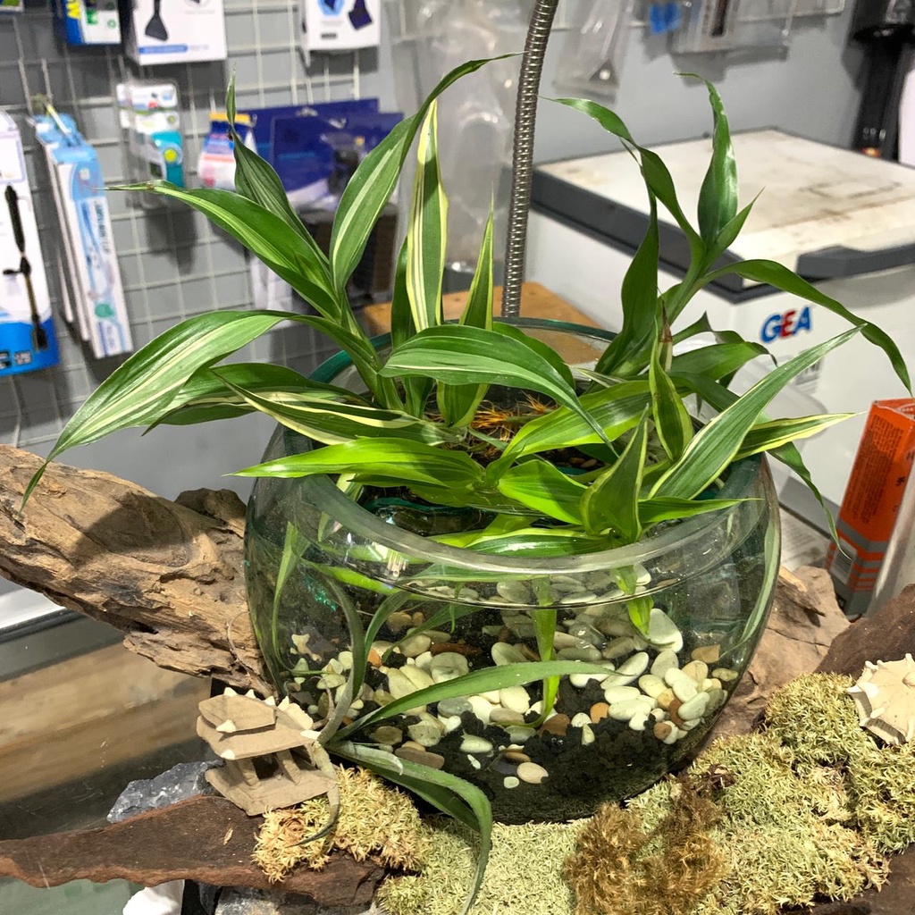 Tanaman Hias Bambu hoki Sri Rezeki Varigata Pohon Sri Rejeki variegata