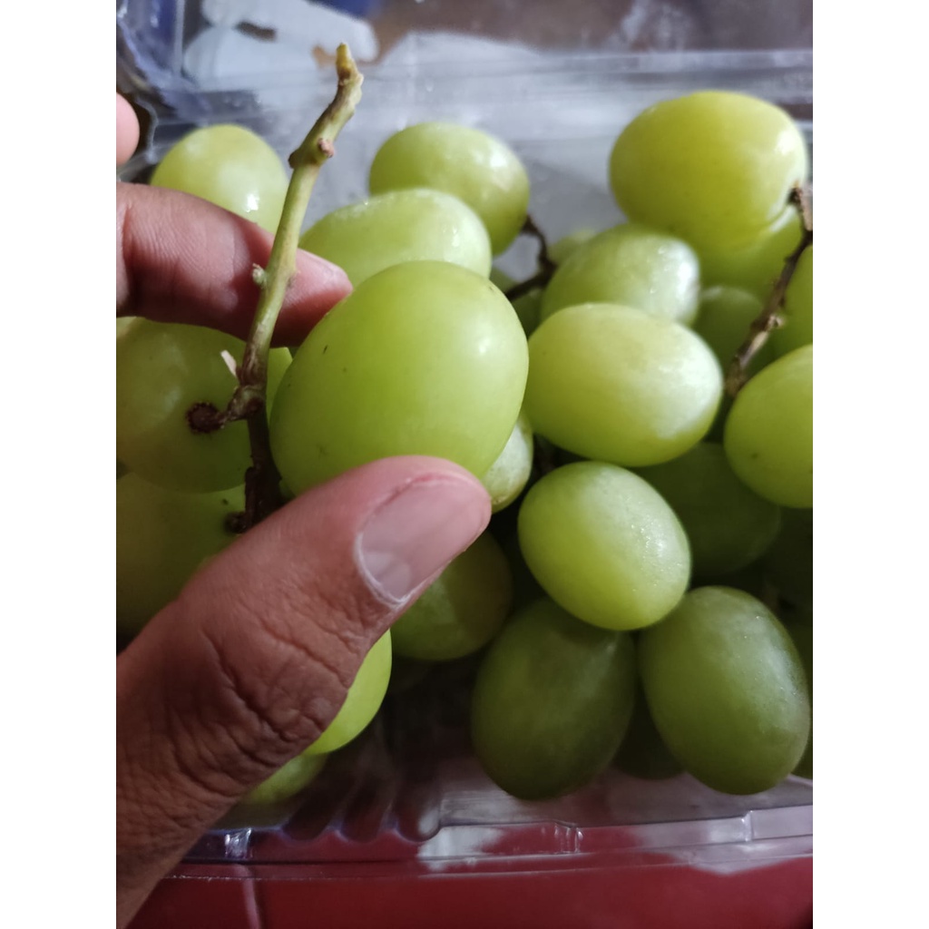 

Anggur Garing Manis/ Anggur Hijau Autum Crispy 1 Kg/ Buah Anggur Manis