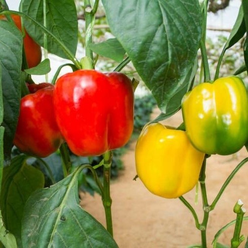 Benih Tanaman Buah Cabai Pohon Cabe Paprika