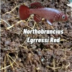 hiasan aquascape telur killifish N. Egrressi Red 50 butir +