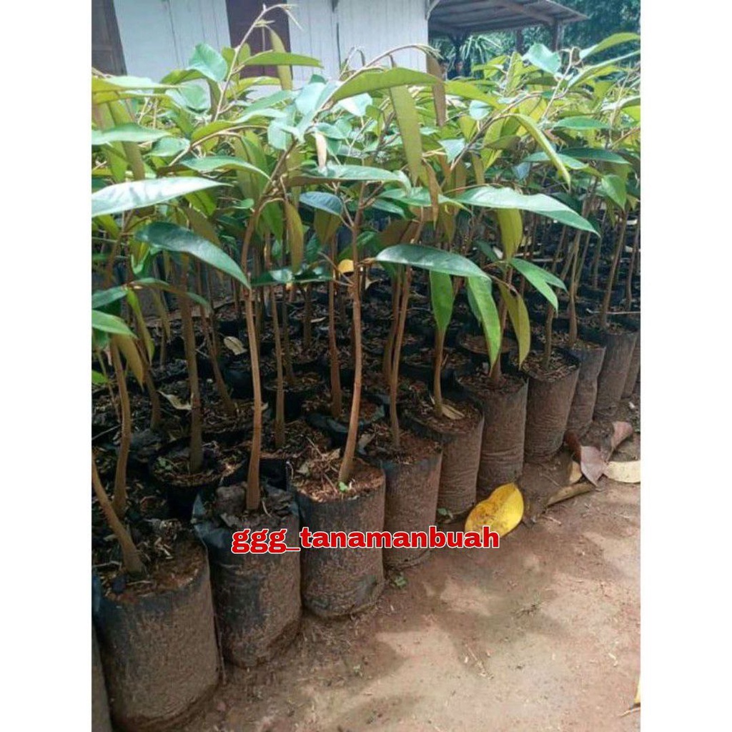 Bibit Durian Bokor Super