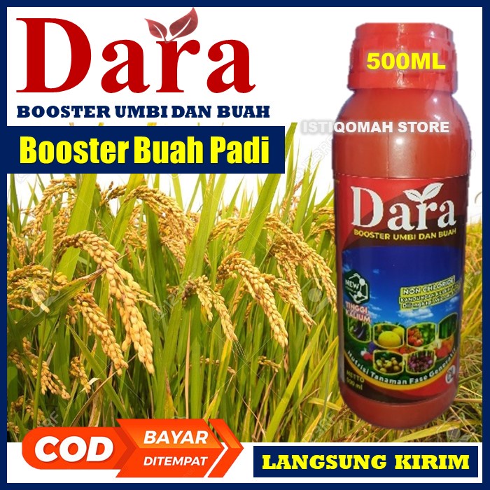 Pupuk Booster Buah Kacang Hijau DARA 500ML Pupuk Pelebat Buah Kacang Hijau yang Bagus - Pupuk Perangsang Bunga dan Buah Tanaman Kacang Hijau Terbaik Obat Pencegah Tanaman Kerdil dan Memperkuat Tanaman Kacang Hijau