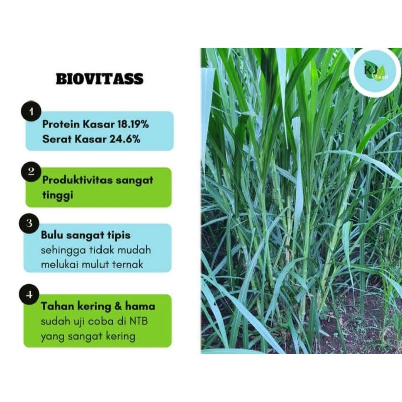 bibit biovitas bonus bionutriss