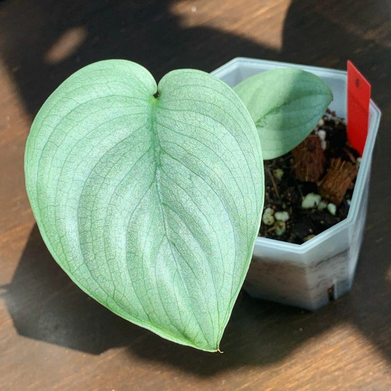 scindapsus silver Hero platinum