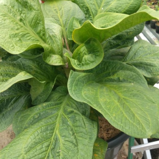 DIARY PETANI - Anthurium Jemani Cobra Anakan