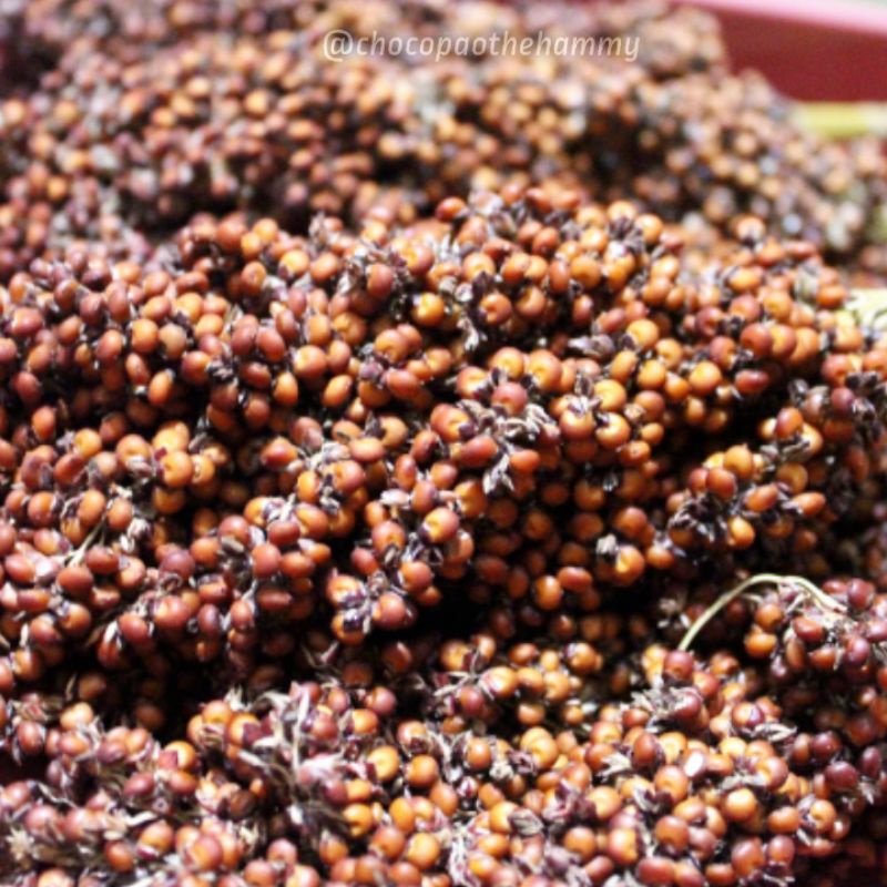

Red Sorghum Bioguma Tangkai / Foraging hamster / Cemilan hamster | chocopaothehammy