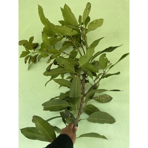 fresh cangkok mangga manalagi