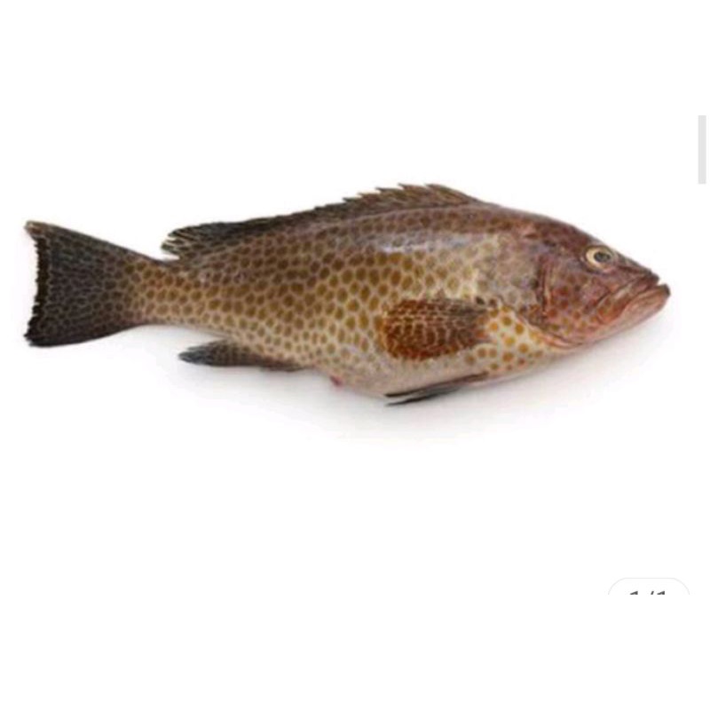 

Ikan Kerapu Fresh