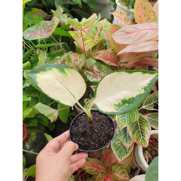 Aglaonema Kocin Escada / Aglonema Kocin Escada Anakan