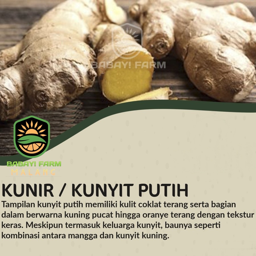 

Kunir / Kunyit Putih / Temu Putih