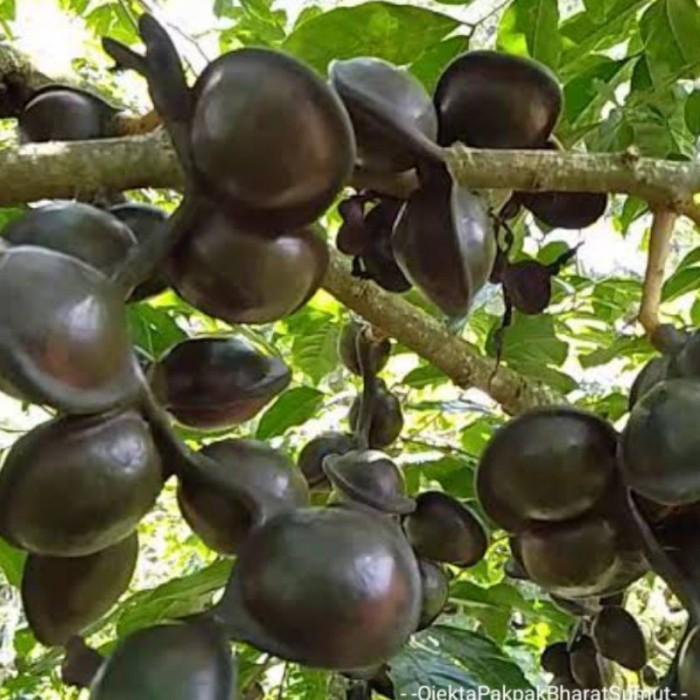 Bibit Buah Pohon Jengkol Super Hasil Okulasi Siap Tanam Tabulampot