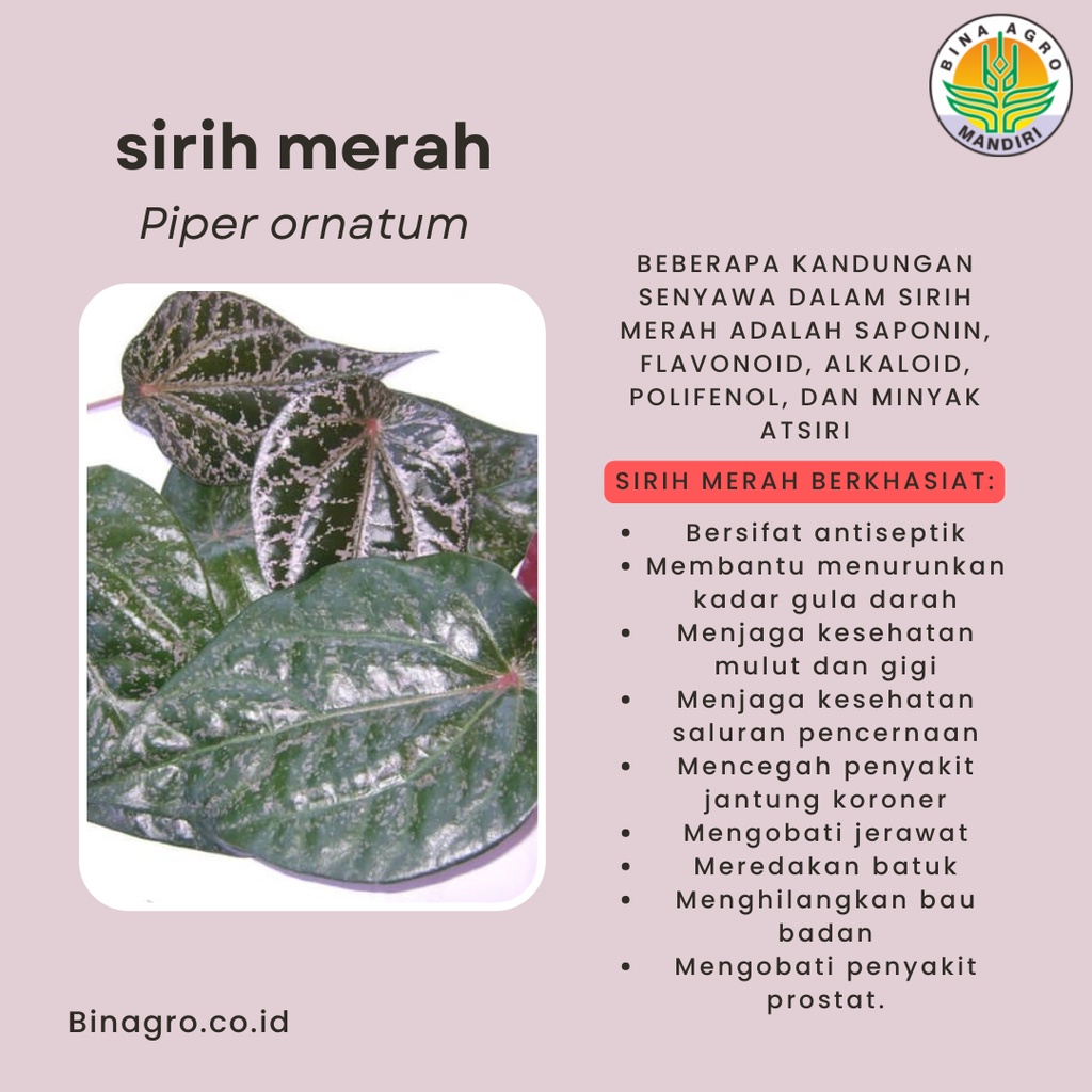 SIRIH MERAH Ekstrak Extract Jamu Daun Sirih Merah Murni Tanpa Campuran 500 gram 1 kg Premium Binagro