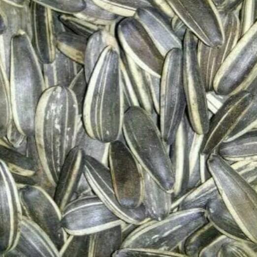 

Diskon | [KF7] | Kwaci Bunga Matahari 500 gram