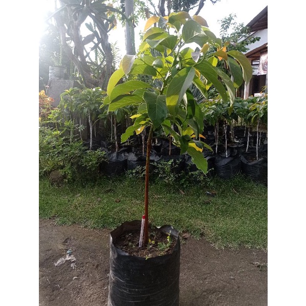 Bibit Alpukat Aligator Kediri Pendek Batang besar tua(coklat) genjah cepat berbuah