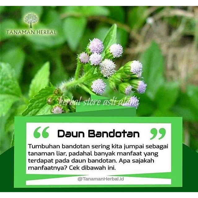 

herbal daun bandotan/daun babadotan segar