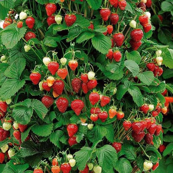 Benih Seribuan - 10 Bibit Buah Strawberry Rambat Unggul