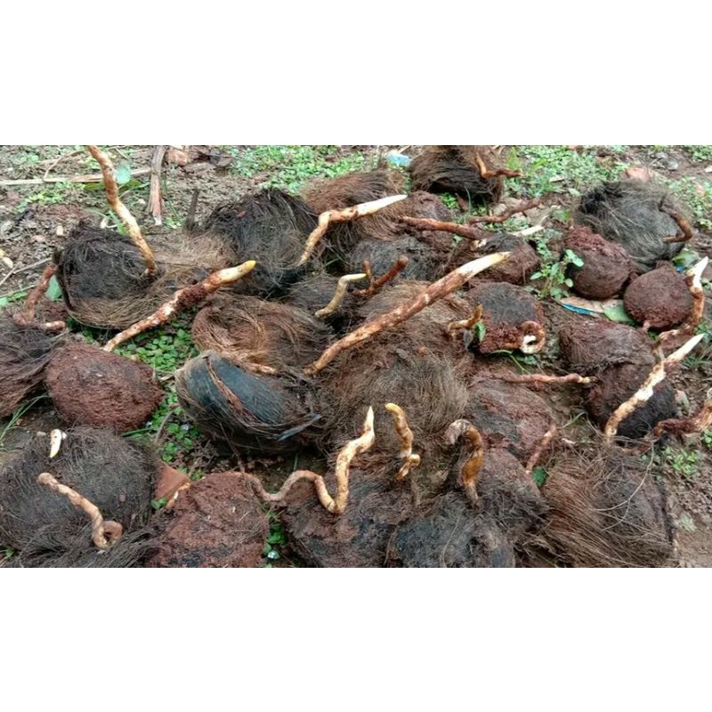 Biji Bibit Buah Siwalan / Pohon Lontar  bisa jg buat bahan bonsai Siap Tanam GARANSI