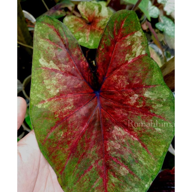 caladium/keladi carmila black maroon, hybrid carmila, hybrid thai series, keladi silangan, bibit kel