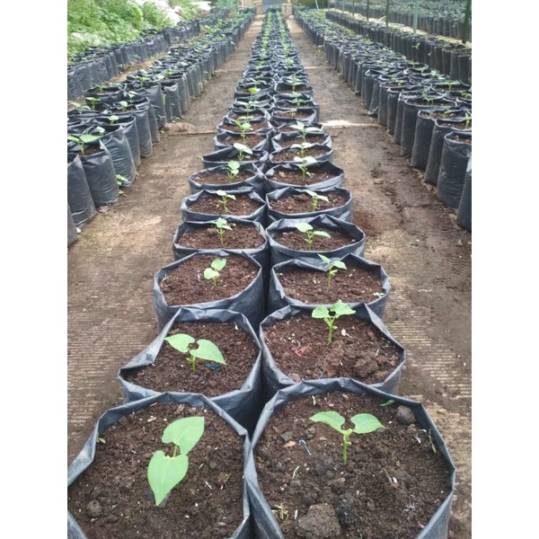 Benih Buncis Kenya 100 g