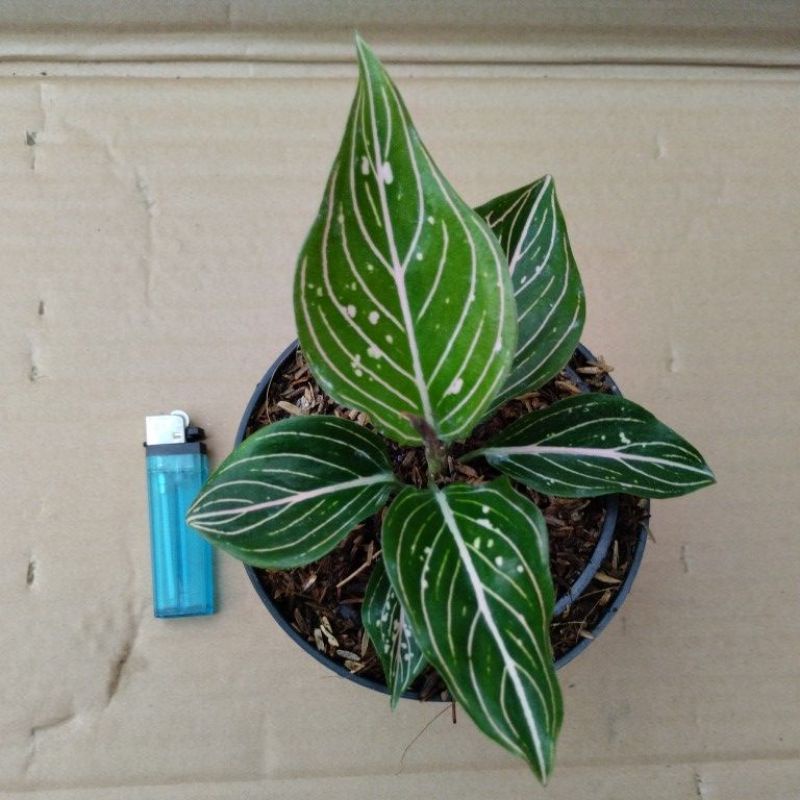 aglonema Siti Nurbaya lokal