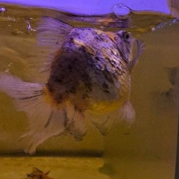 ikan hias koki ryukin jumbo besar ikan hias aquarium ikan hias kolam koki ryukin