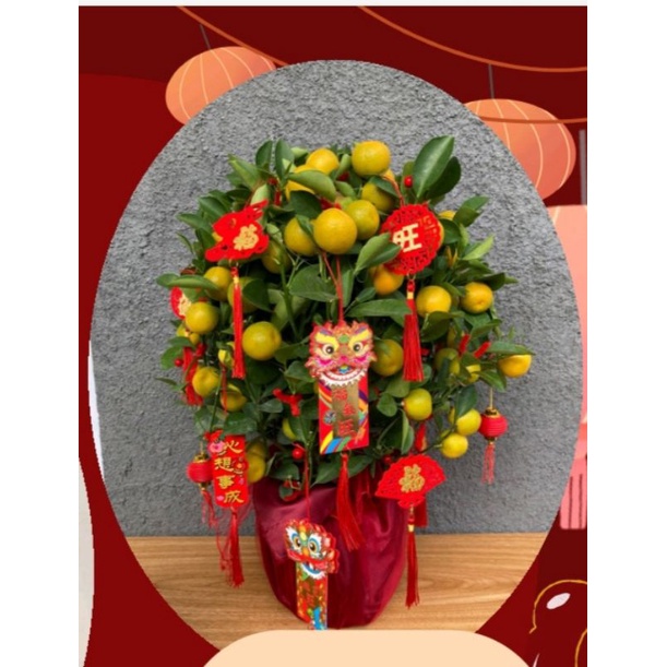 pohon jeruk imlek S dekorasi