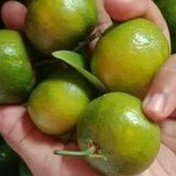 

jeruk shantang madu fresh manis per 1kg