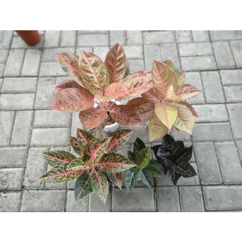 PAKETAN AGLAONEMA