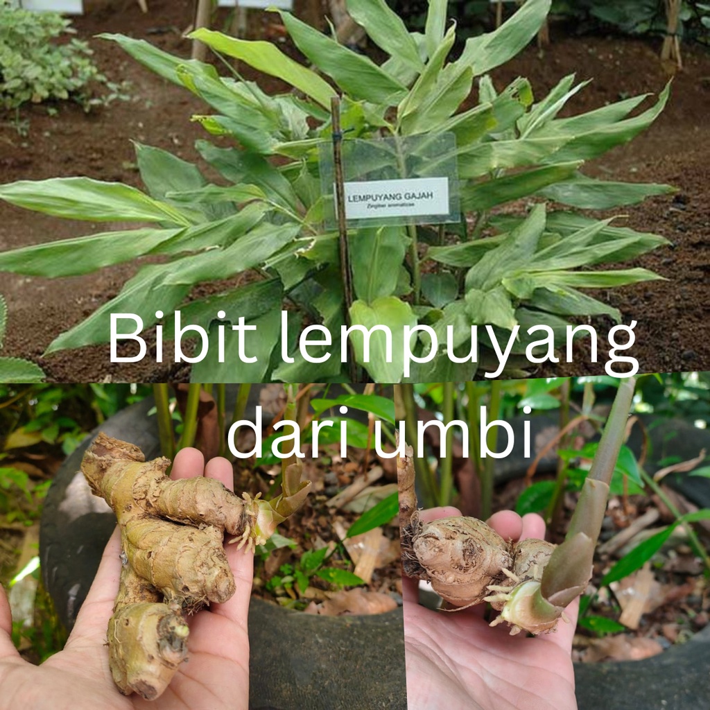 

Bibit lempuyang umbi unggul siap tanam