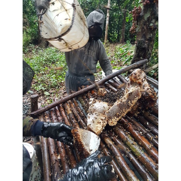 

Madu Hutan Riau 25 kg