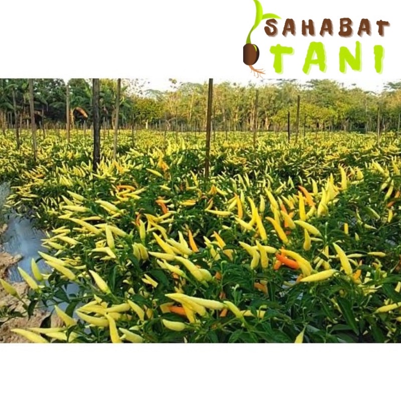 Benih Cabe Rawit Dewata 43 F1 Repack 50 Biji