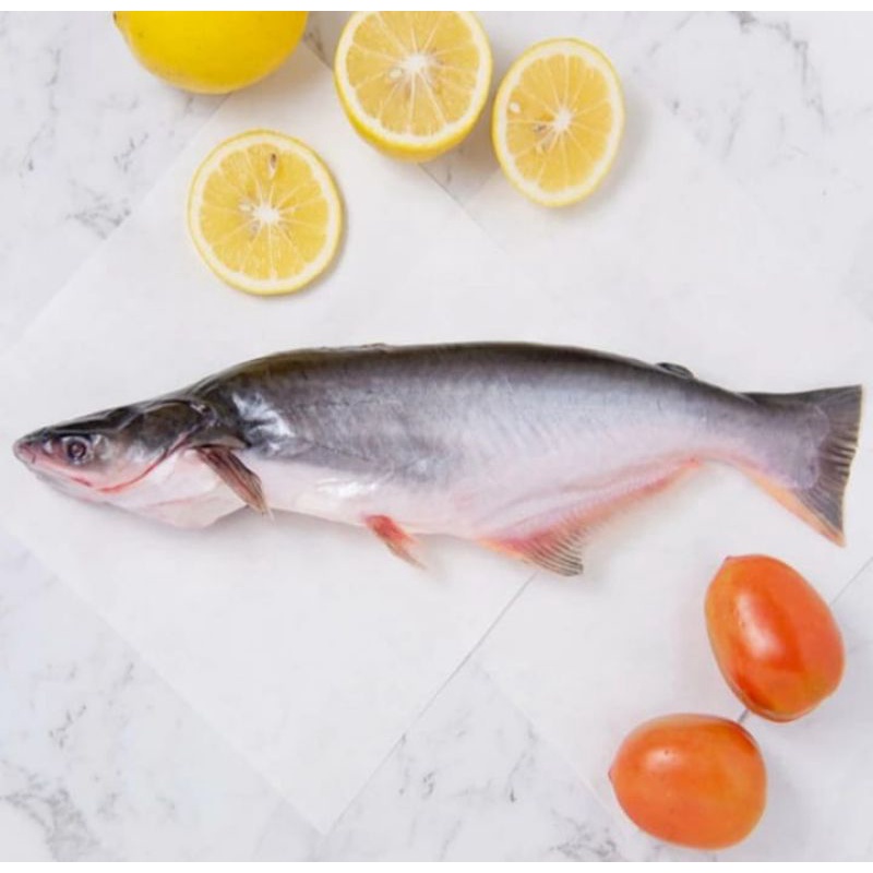 

Ikan Patin Fresh 1 Kg
