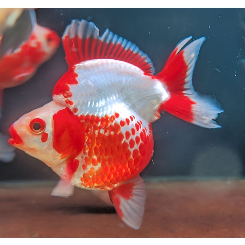 Ikan Mas Koki Ryukin RW