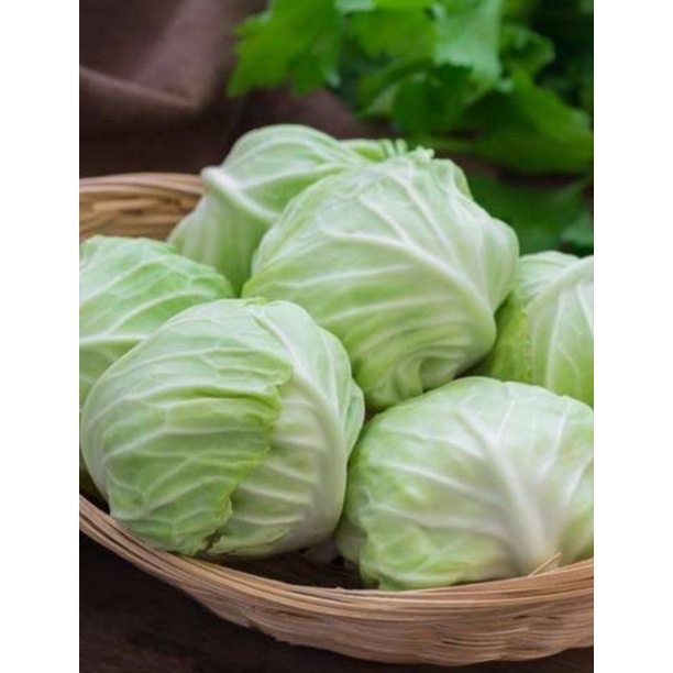 

Kol segar langsung dari kebun harga murah