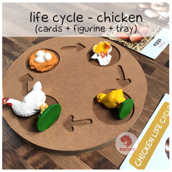 Zoetoys Life Cycle Figures Set | Tray | Miniatur Animal of Ant Bee Butterfly Chicken Frog Lady Bug Sea Turtle Salmon Green Bean Figurine Figure Siklus Hidup Hewan Model Binatang | Mainan Edukasi Anak Toys