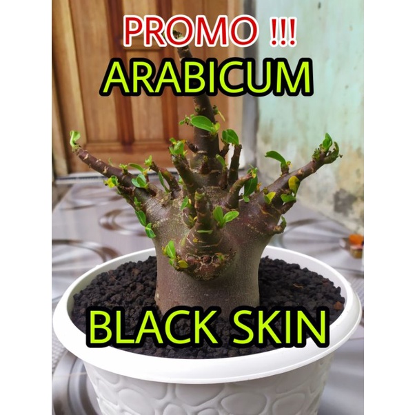 ARABICUM BLACK SKIN | D D C × BLACK NOMSOOD  | ADENIUM MURAH | HIASAN RUMAH | BUNGA HIAS |