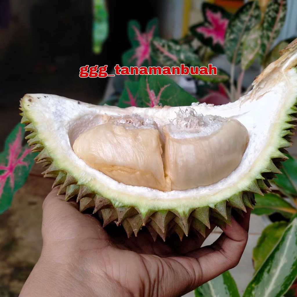 Bibit Durian Bokor Super