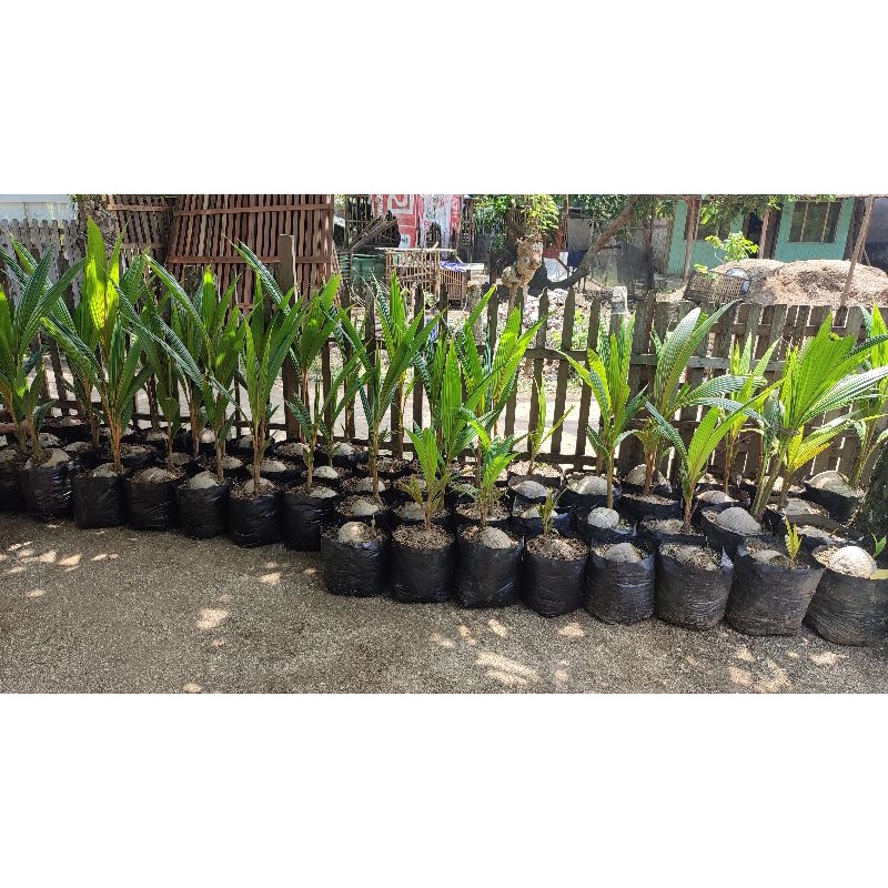 BIBIT KELAPA KOPYOR ASLI PATI